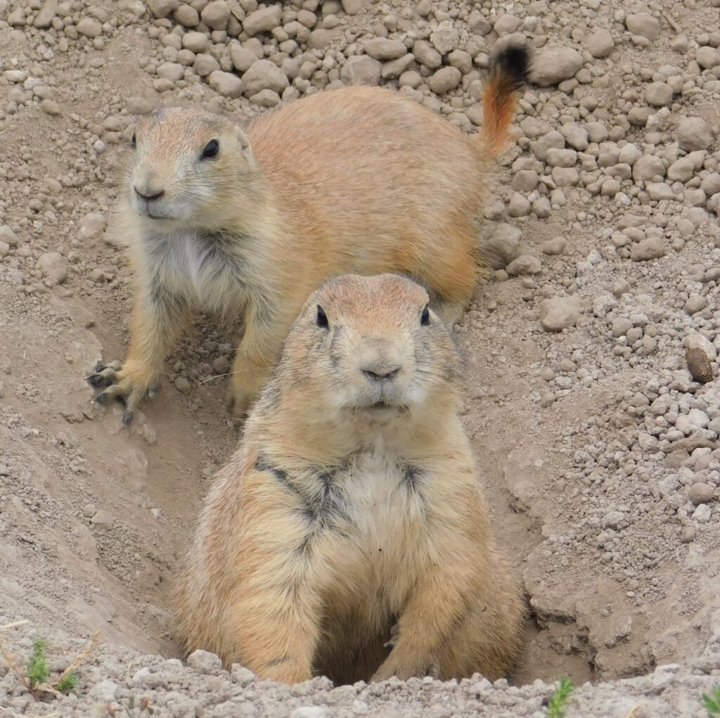 Prairie Dogs